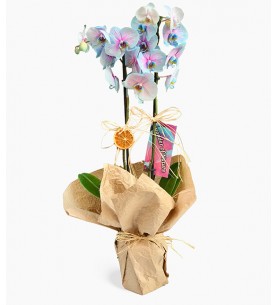 Variegated Blue Orchid