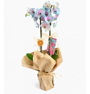 Variegated Blue Orchid