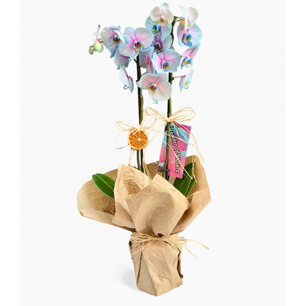 Variegated Blue Orchid