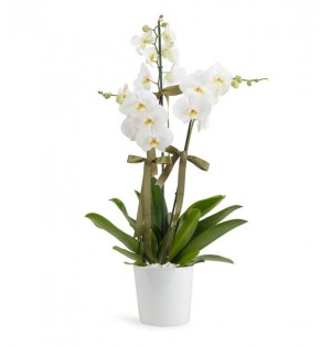 Orkide 3 Dal