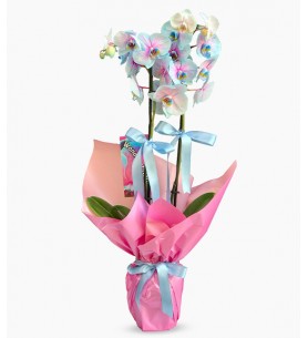 Alacalı Mavi Orkide