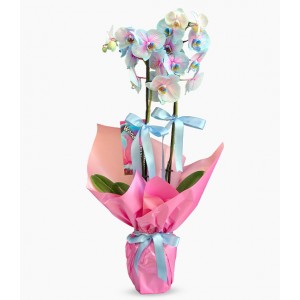 Alacalı Mavi Orkide