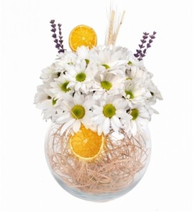 Cam Fanusta Papatyalar