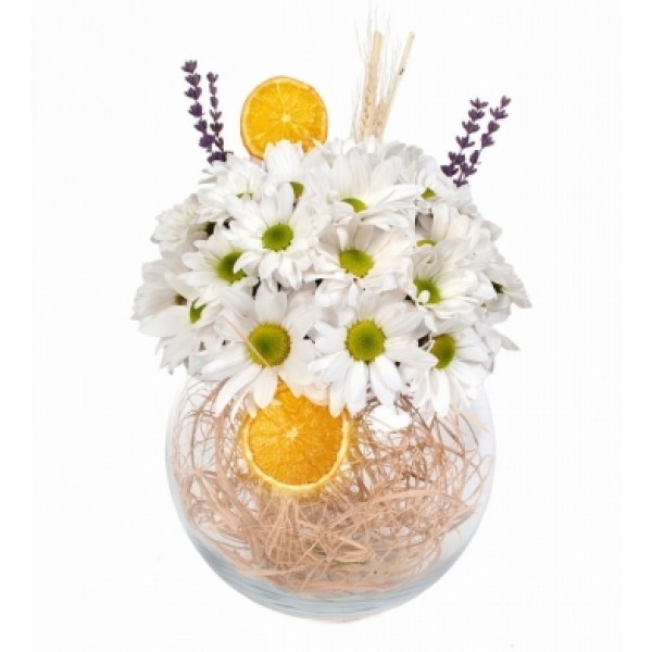 Cam Fanusta Papatyalar