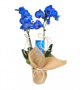 2 Dal Mavi Orkide Çiçeği