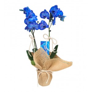 2 Dal Mavi Orkide Çiçeği