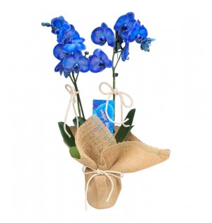 2 Dal Mavi Orkide Çiçeği