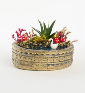 Ring Saksıda Haworthia Bitkisi Teraryum