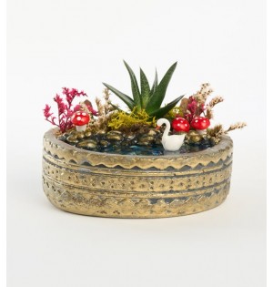 Ring Saksıda Haworthia Bitkisi Teraryum