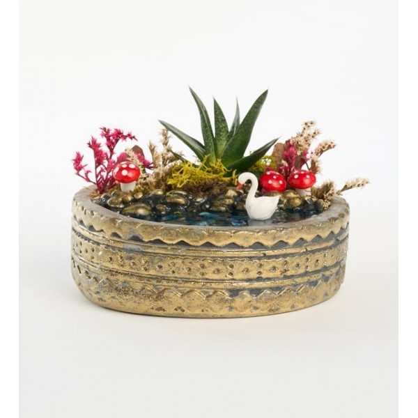 Ring Saksıda Haworthia Bitkisi Teraryum