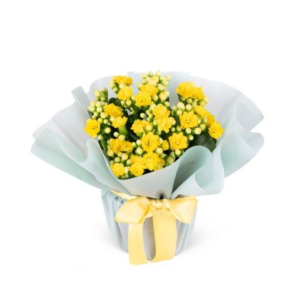 Sarı Kalanchoe Çiçeği