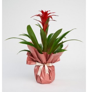 Buketli Seramik Saksıda Guzmania