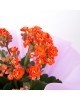 Turuncu Kalanchoe Çiçeği