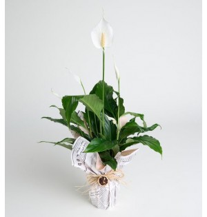 Gazete Desenli Buket Süslemeli Saksıda Spatifilyum