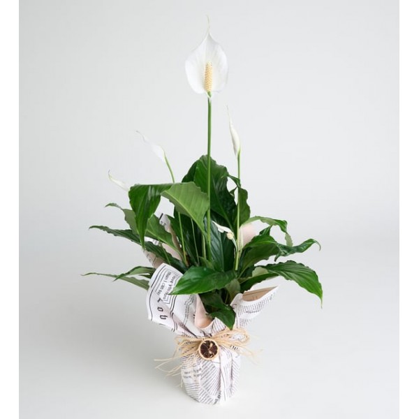 Gazete Desenli Buket Süslemeli Saksıda Spatifilyum