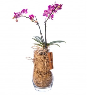Kristal Cam Vazoda Çiftli Mini Mor Orkide