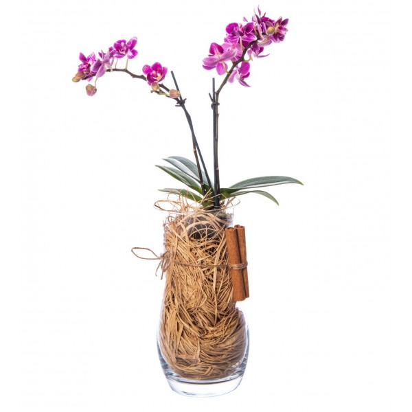 Kristal Cam Vazoda Çiftli Mini Mor Orkide