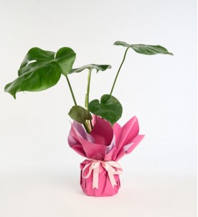 Lila Pembe Buketli Pembe Kurdeleli Saksıda Monstera