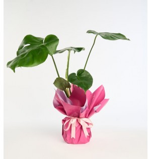 Lila Pembe Buketli Pembe Kurdeleli Saksıda Monstera