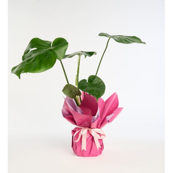 Lila Pembe Buketli Pembe Kurdeleli Saksıda Monstera