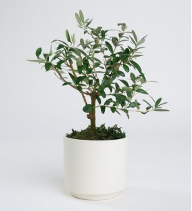 Beyaz Seramik Saksıda Zeytin Ağacı