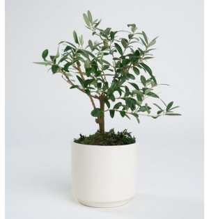 Beyaz Seramik Saksıda Zeytin Ağacı