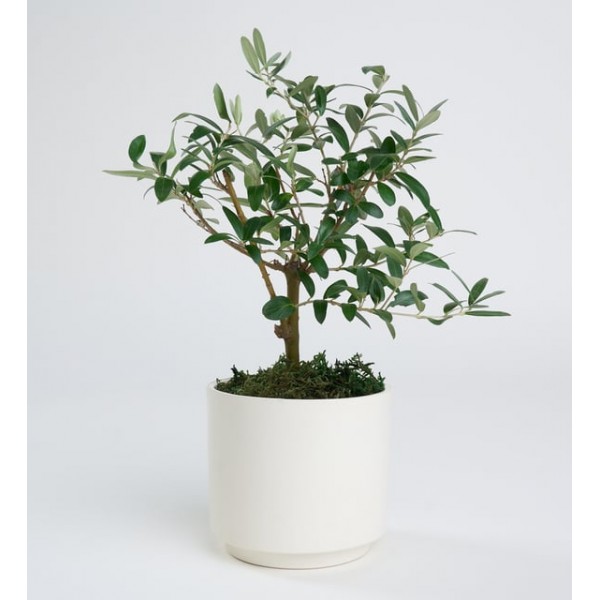 Beyaz Seramik Saksıda Zeytin Ağacı
