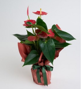 Koyu Somon Buket Kağıtlı Saksıda Antoryum Bitkisi