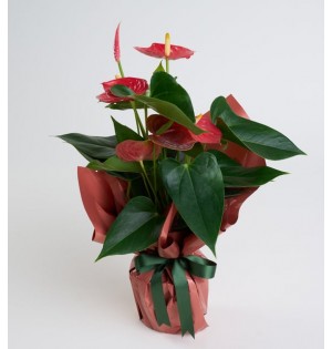 Koyu Somon Buket Kağıtlı Saksıda Antoryum Bitkisi