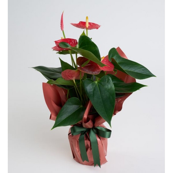 Koyu Somon Buket Kağıtlı Saksıda Antoryum Bitkisi