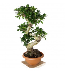 S Gövdeli Bonsai Ağacı Large