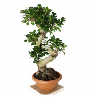 S Gövdeli Bonsai Ağacı Large