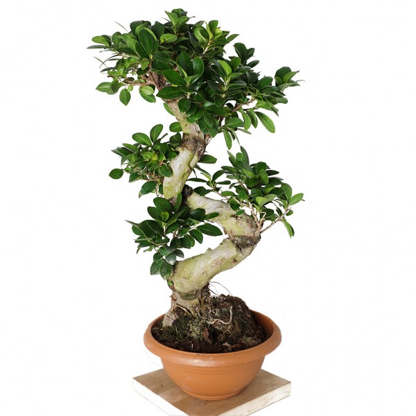 S Gövdeli Bonsai Ağacı Large