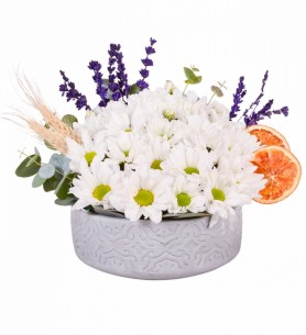 Beton Eskitme Saksıda Beyaz Papatya Aranjmanı
