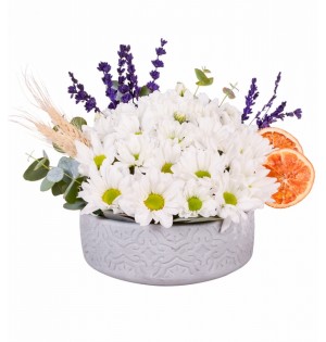 Beton Eskitme Saksıda Beyaz Papatya Aranjmanı