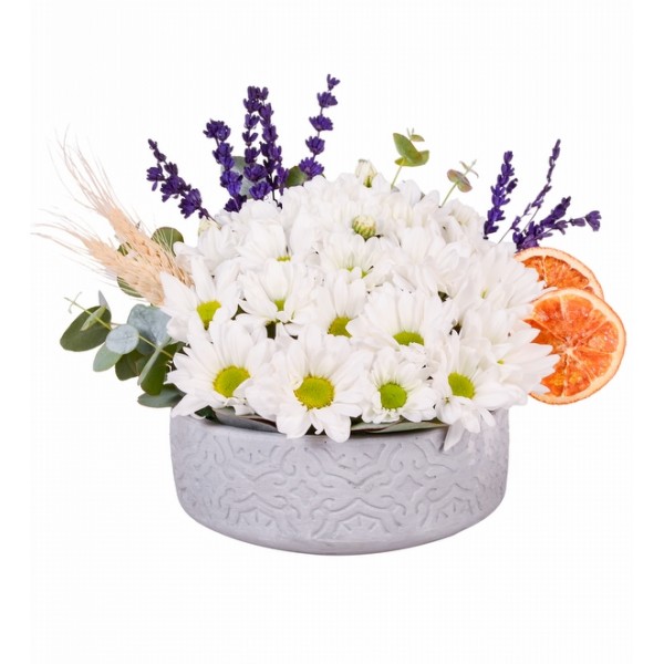 Beton Eskitme Saksıda Beyaz Papatya Aranjmanı