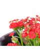 Kırmızı Kalanchoe Çiçeği