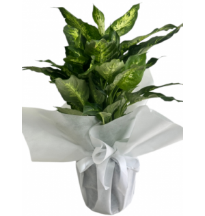 Difenbahya - Dieffenbachia