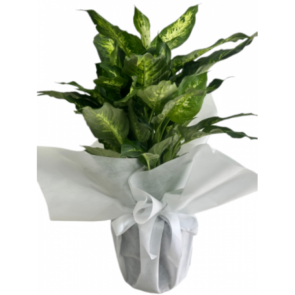 Difenbahya - Dieffenbachia