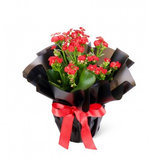 Kırmızı Kalanchoe Çiçeği