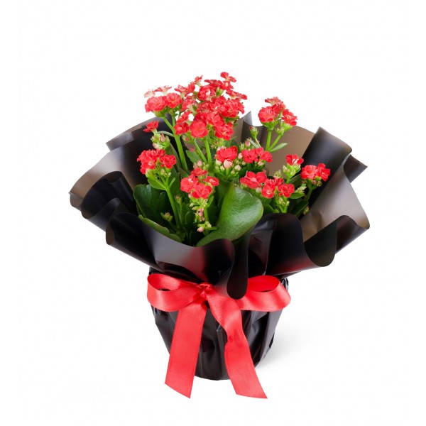 Kırmızı Kalanchoe Çiçeği