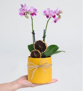 Sarı Saksıda Çiftli Mini Mor Orkide Çiçeği