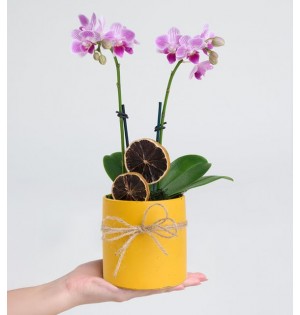 Sarı Saksıda Çiftli Mini Mor Orkide Çiçeği