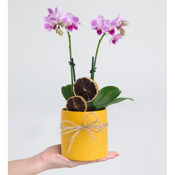 Sarı Saksıda Çiftli Mini Mor Orkide Çiçeği