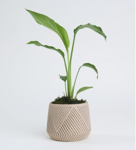 Geometrik Çizgi Desenli Saksıda Starliçe Bitkisi