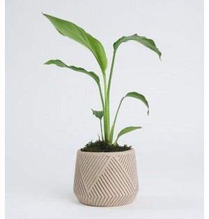 Geometrik Çizgi Desenli Saksıda Starliçe Bitkisi