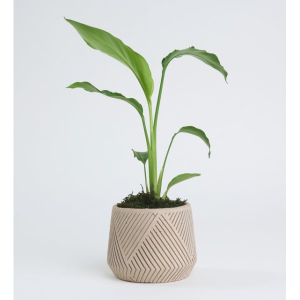 Geometrik Çizgi Desenli Saksıda Starliçe Bitkisi