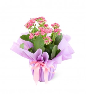 Pembe Kalanchoe Çiçeği