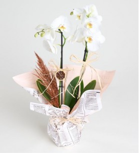 Gazete Buket Kağıtlı Saksıda Beyaz Çiftli Orkide