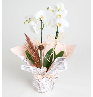 Gazete Buket Kağıtlı Saksıda Beyaz Çiftli Orkide